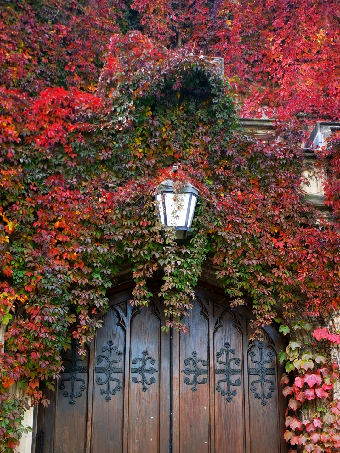 "The Autumn at the University of Chicago is Absolutely Stunning"