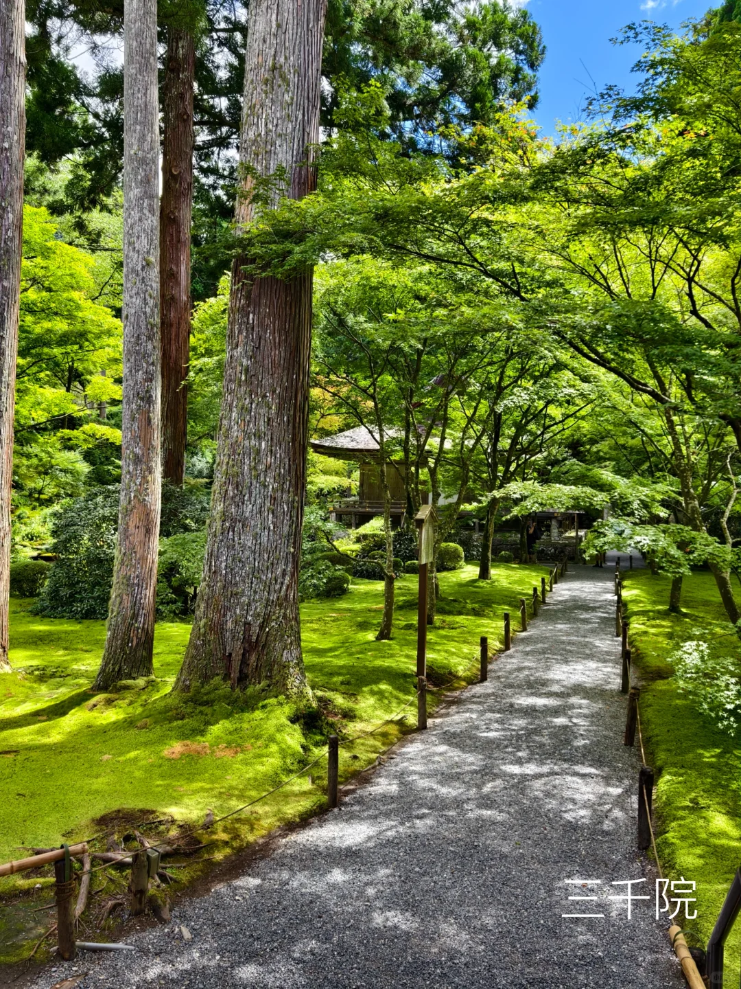 Sanzen-in + Rurikō-in + Kifune Shrine | One-Day Itinerary Guide