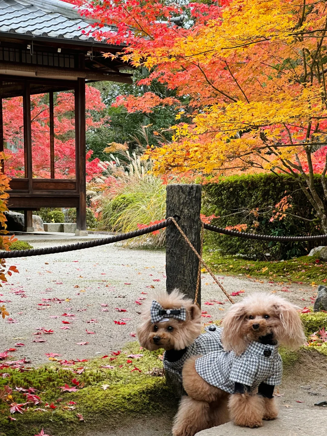 A Picture Guide to Kansai, Japan | Complete Maples Season Survival Kit 🔥