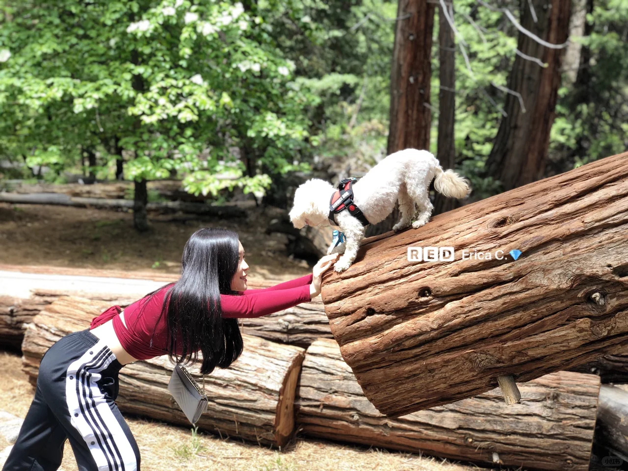 National Parks | Yosemite Travel Guide