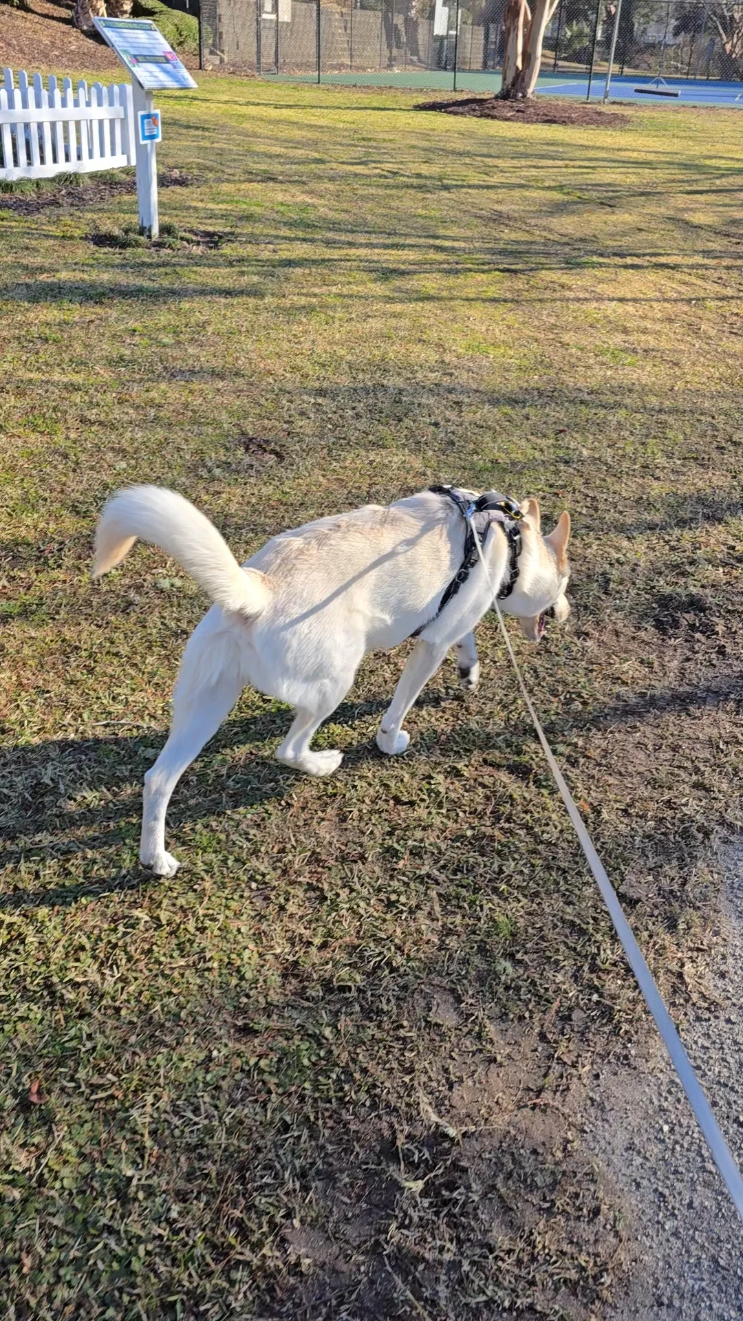 January 17, 2025 Stroll