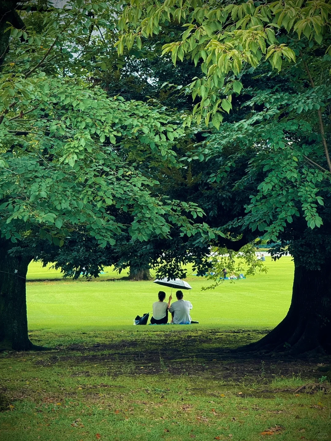 If you miss Tokyo's "The Garden of Words," how regretful that would be! ❗️