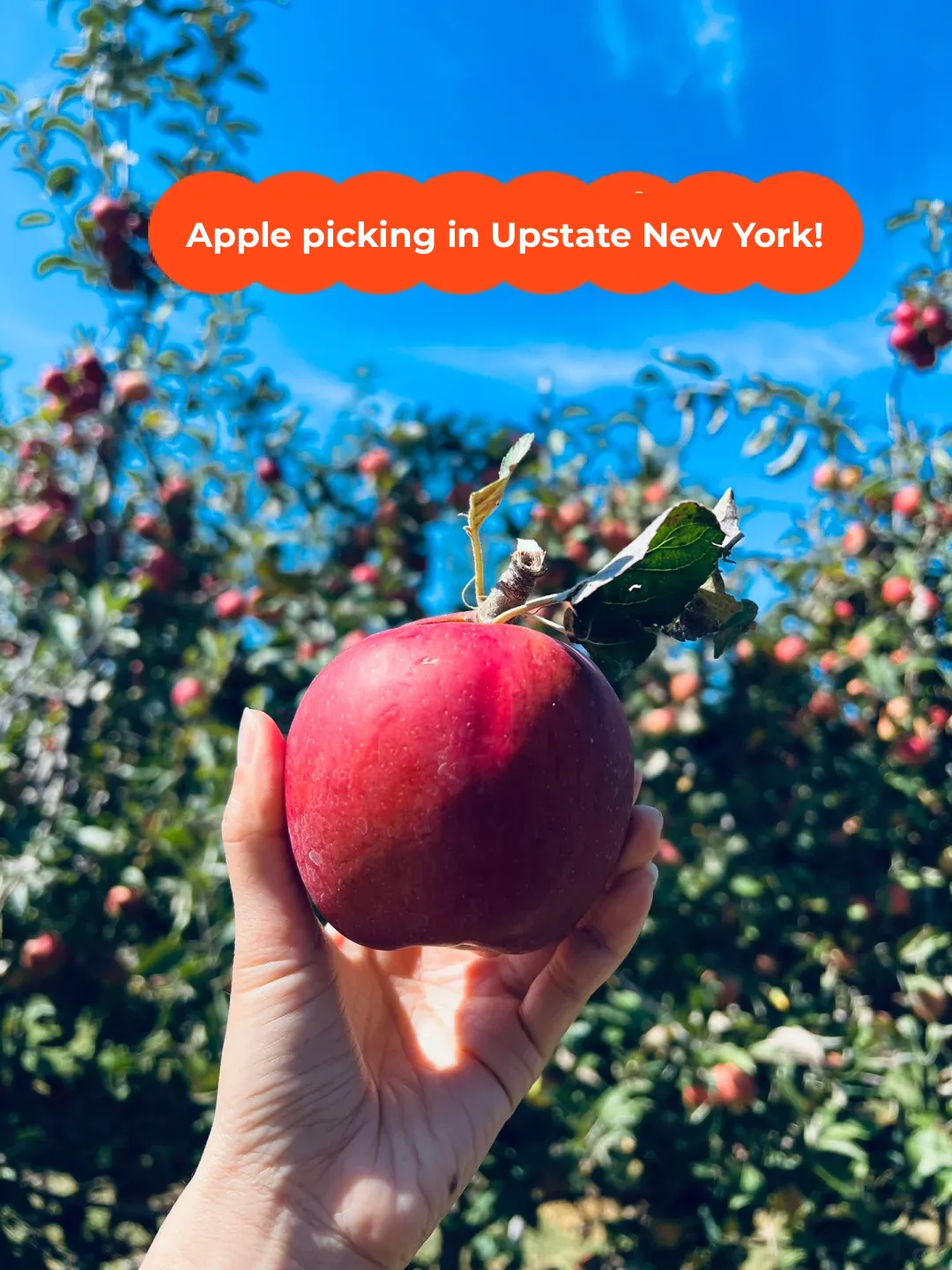 Baking an Apple Pie with Apples You Picked Yourself: A Taste of Homemade Bliss 🍎