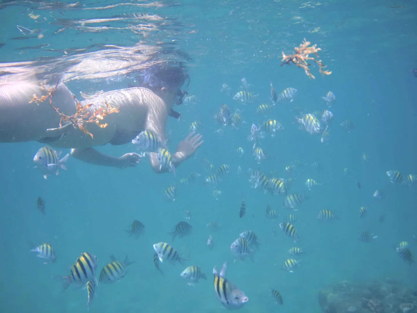 Miami | Easy Snorkeling with Fish at Phil Foster Park
