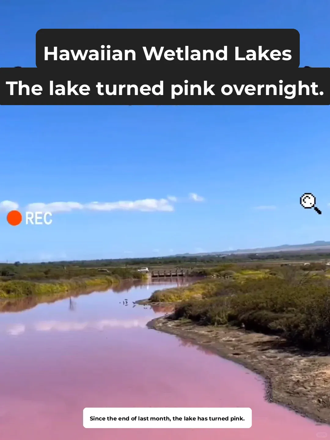 Hawaii’s Wetland Lake Turns Pink Overnight