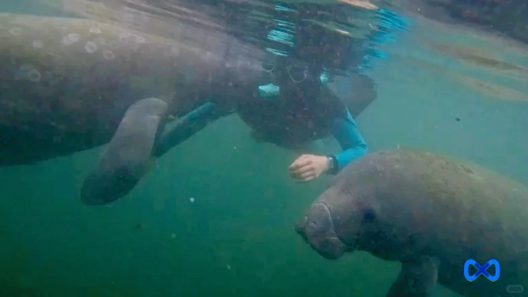 Crystal River Manatee Adventure: A Day-by-Day Account