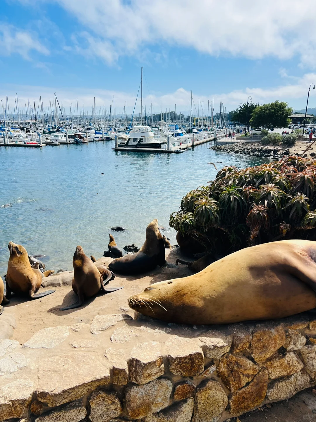 Bay Area Weekend Getaway | 🐠 Monterey Two-Day, One-Night Adventure with the Little One 👧