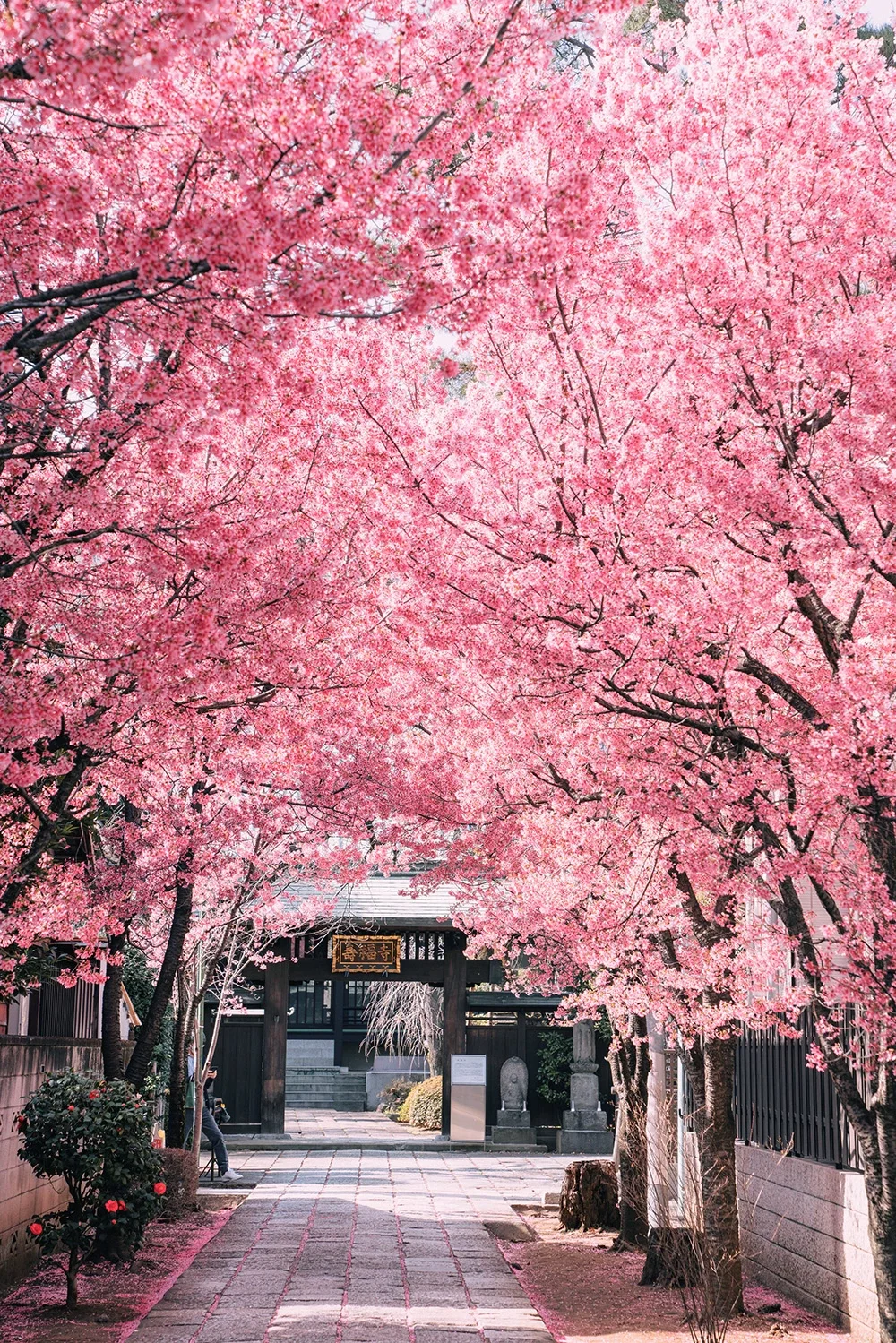 🌸 Tokyo 🌸 Early Cherry Blossom Alley in the Bustling City 🌸
