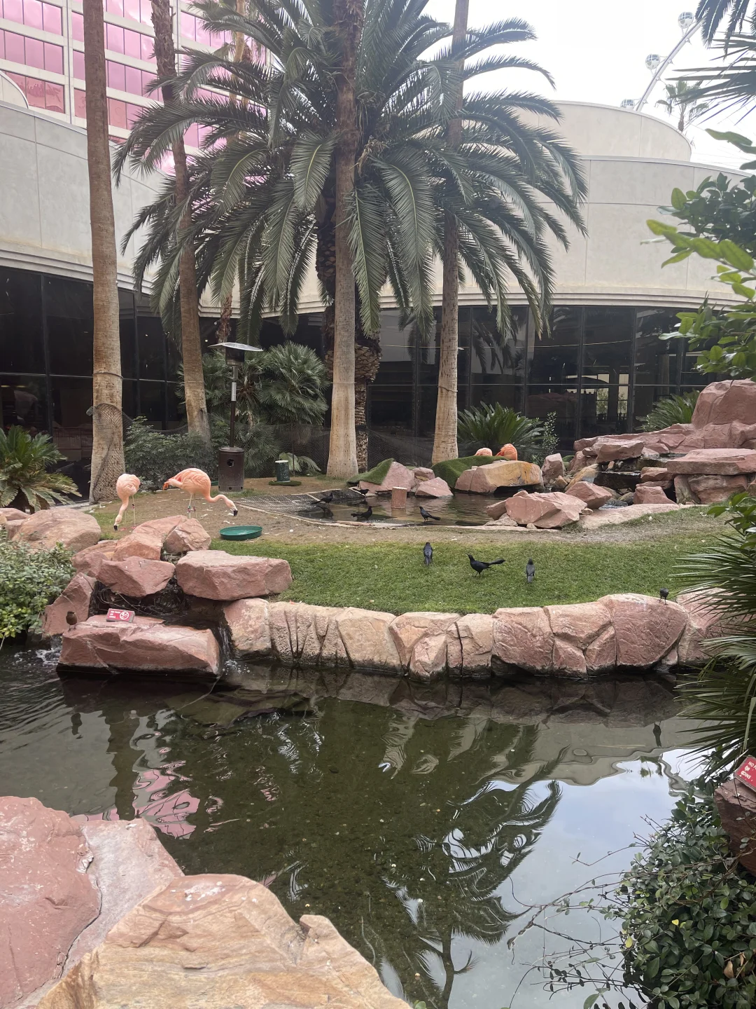 The Adorable Creatures at Flamingo Hotel