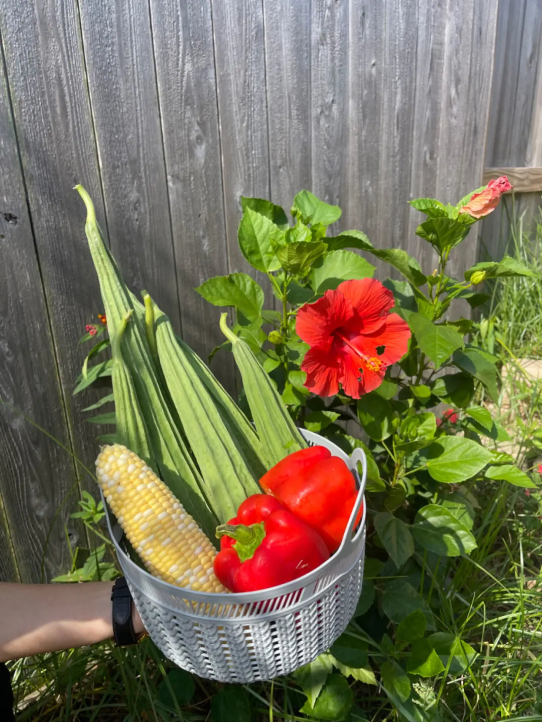 Houston Countryside Diary—Reap What You Sow