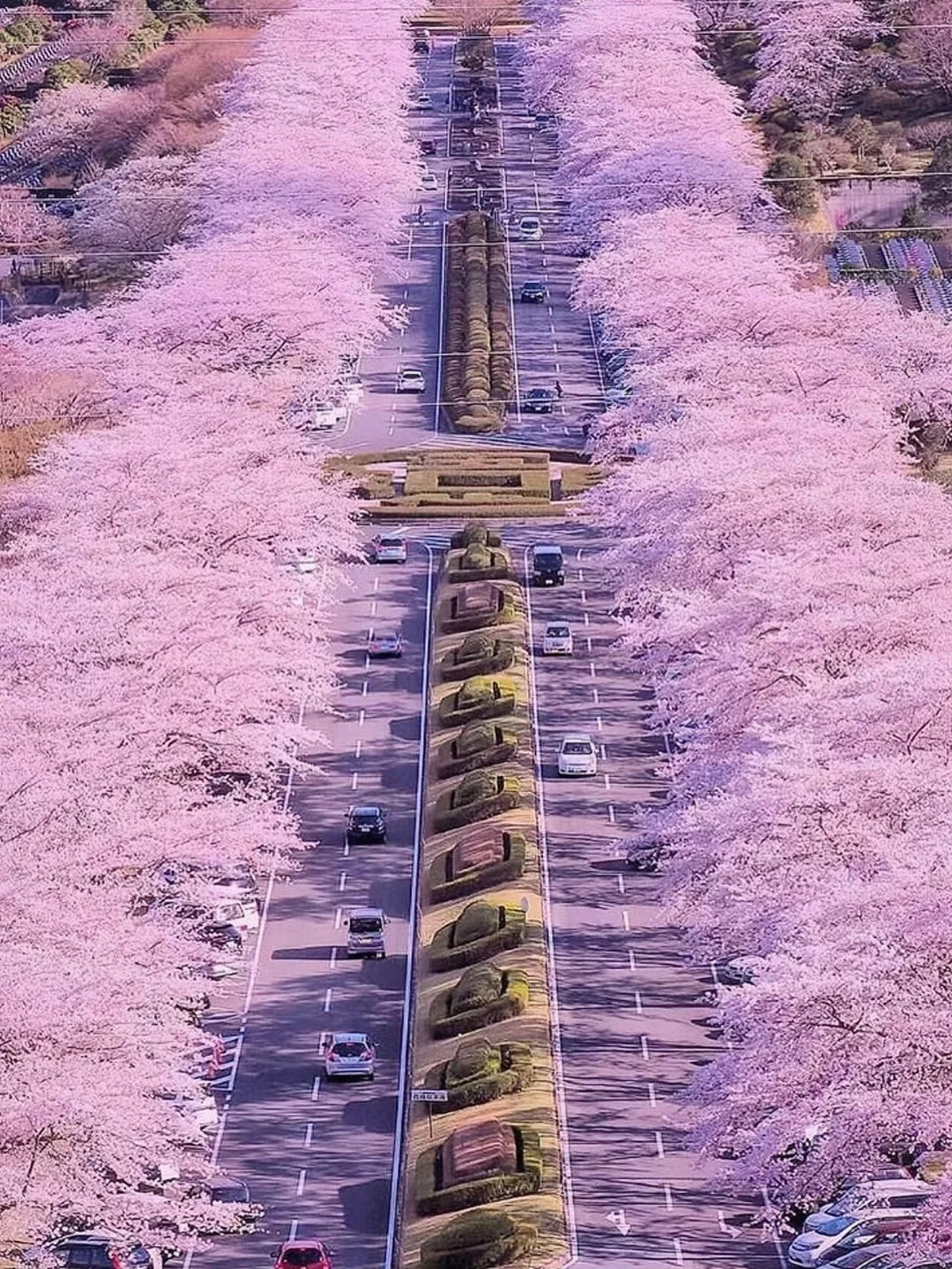 After living in Japan for over a year, I recommend these 6 best cherry blossom spots in Tokyo.