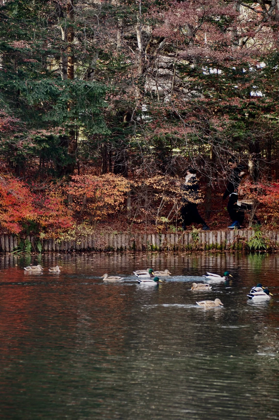 ❗️"Tokyo to Karuizawa" Day Trip: The Ultimate Practical Guide 📖