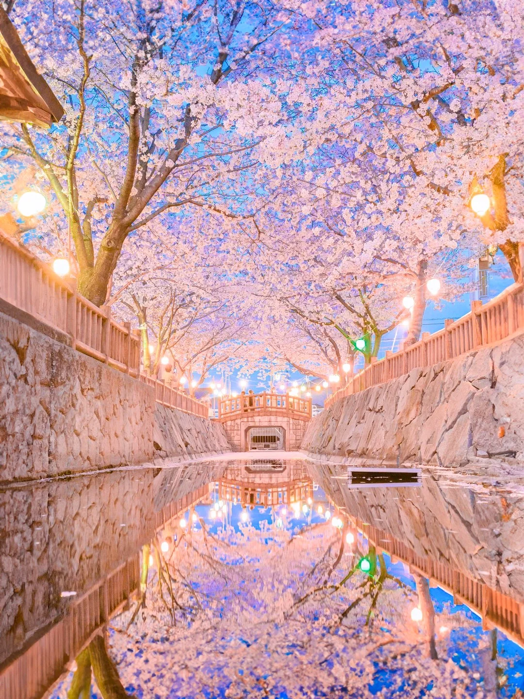 Hot off the Press! 2024 Japan Cherry Blossom Forecast 🌸 Top 8 Spots Included