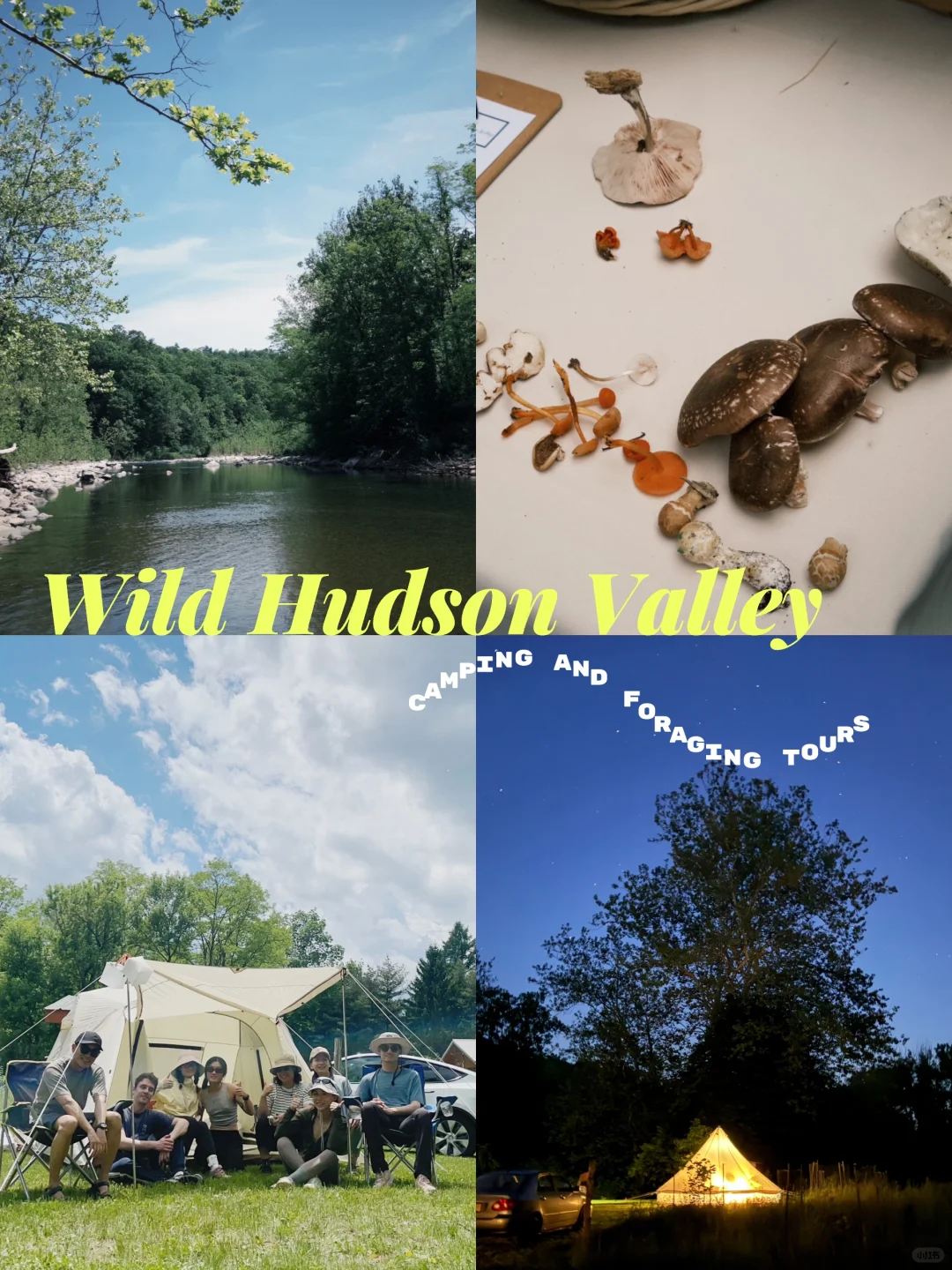 Camping Season | Foraging for Wild Mushrooms & Edible Greens While Camping in New York 🌿🍄