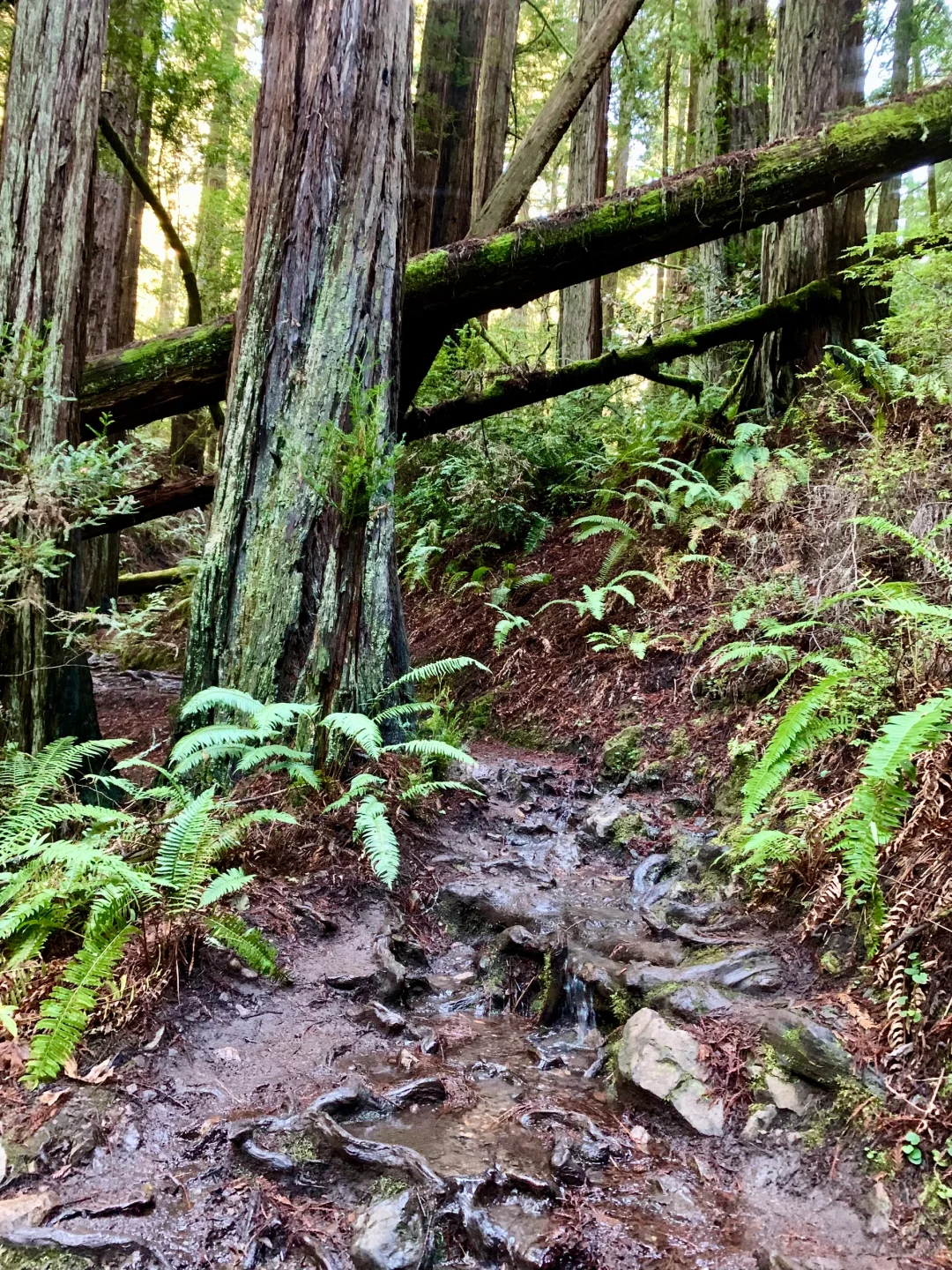 First Day of the New Year: The Most Scenic Trail in the Bay Area