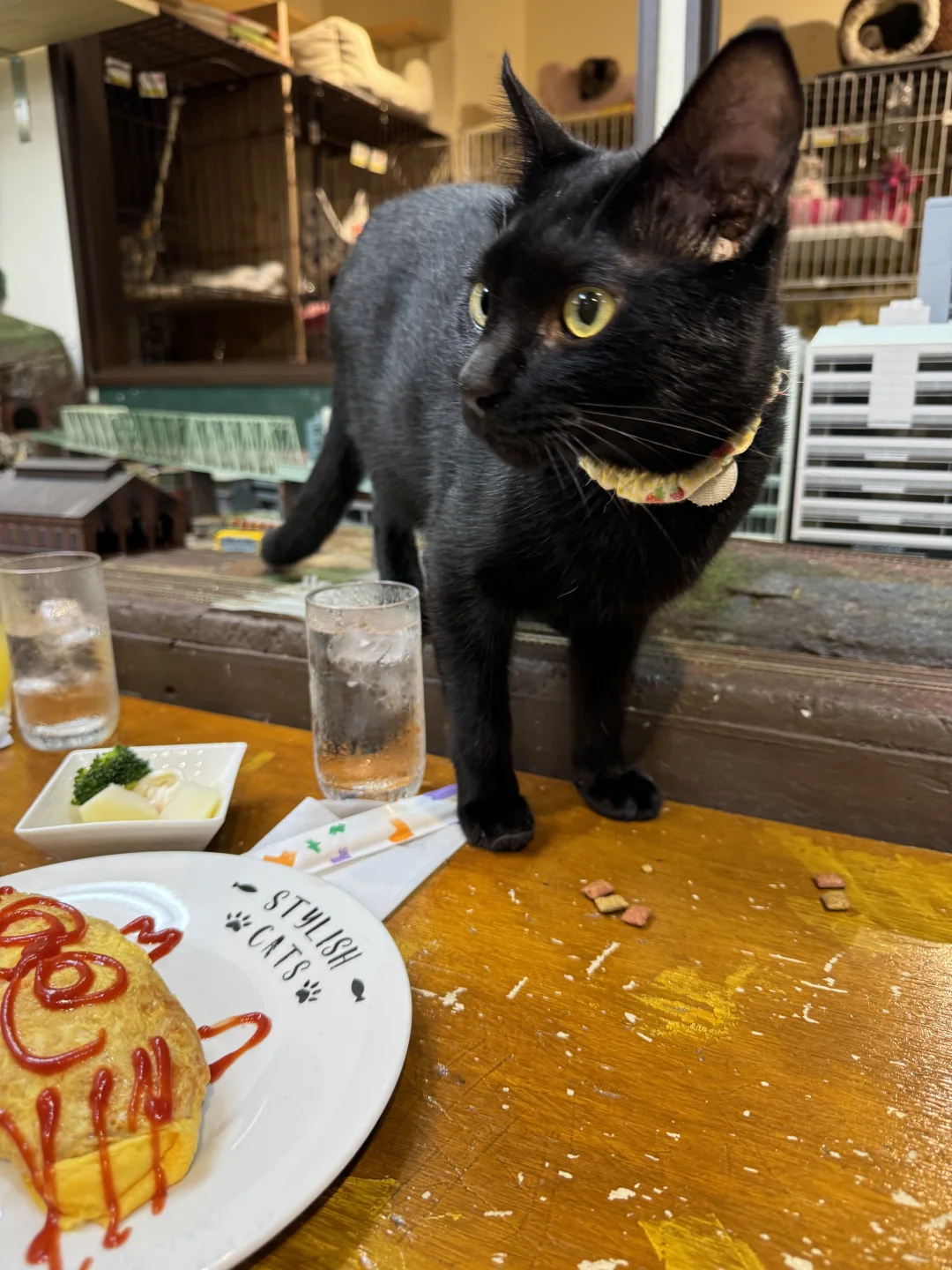 🇯🇵 Osaka Neko Train Diner