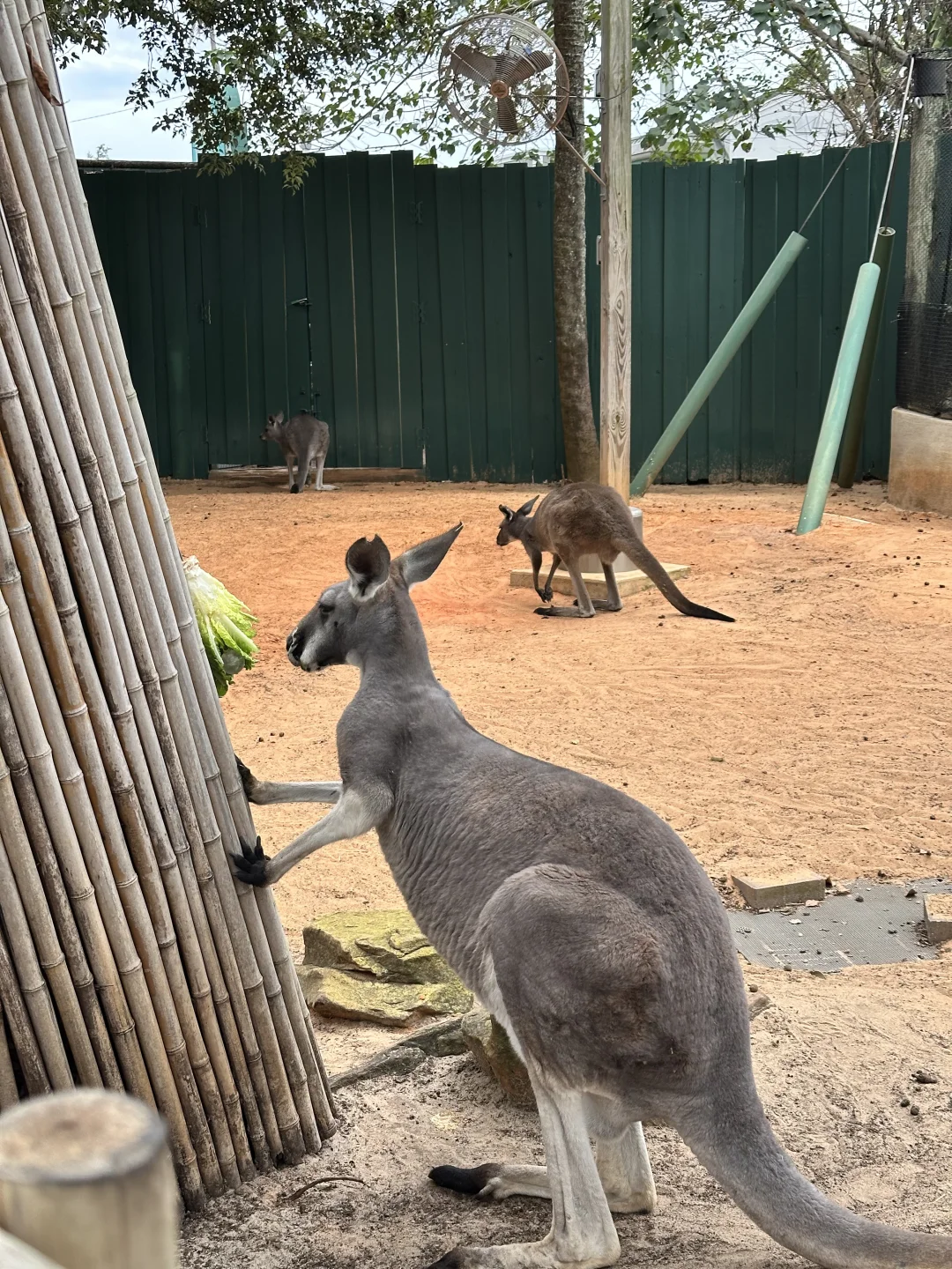 Christmas at Tampa's Busch Gardens: What to Watch Out For!
