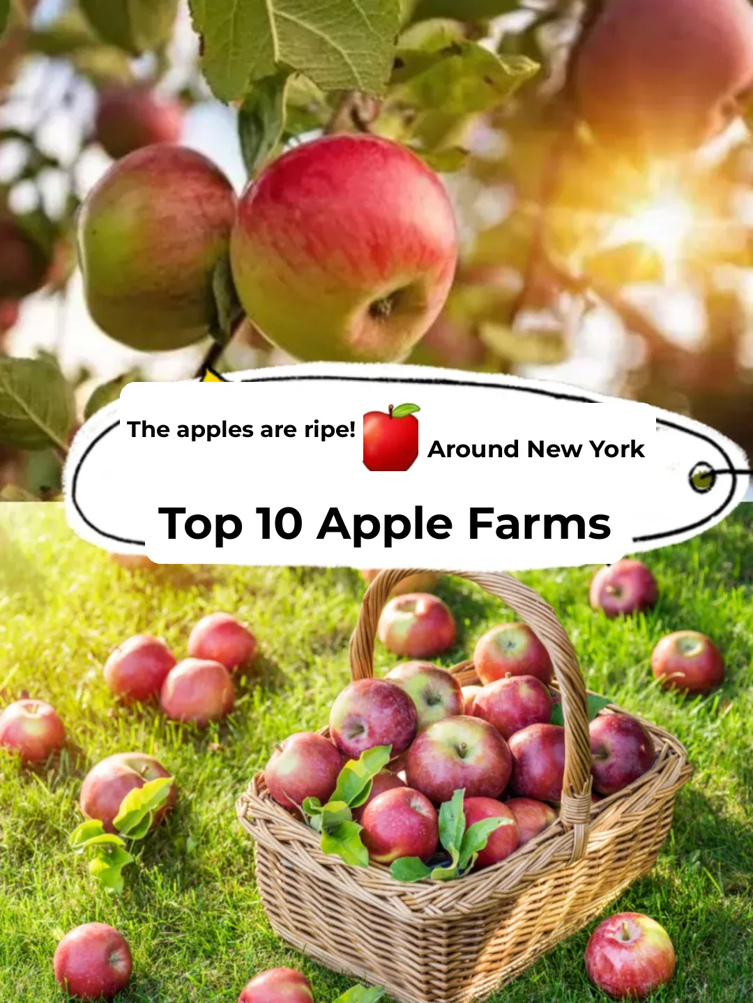 Apple Season is Here! 🍎 Top 10 Hottest Apple Orchards Near NYC