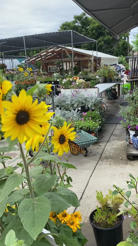Yamaguchi Bonsai Nursery in 1905 Sawtelle Blvd, Los Angeles, CA 90025 -  reviews,open hours,photo spots, things to do | WanderBoat AI Trip Planner