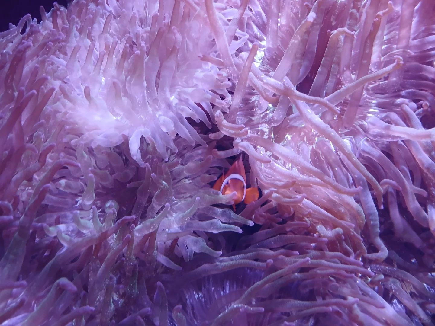 Aquarium 🦦🐢🐟