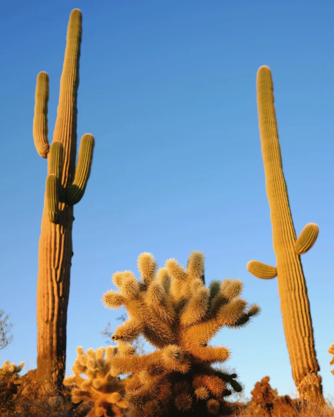 Travel Photography | Head to Tucson for a Breathtaking Desert Sunset!