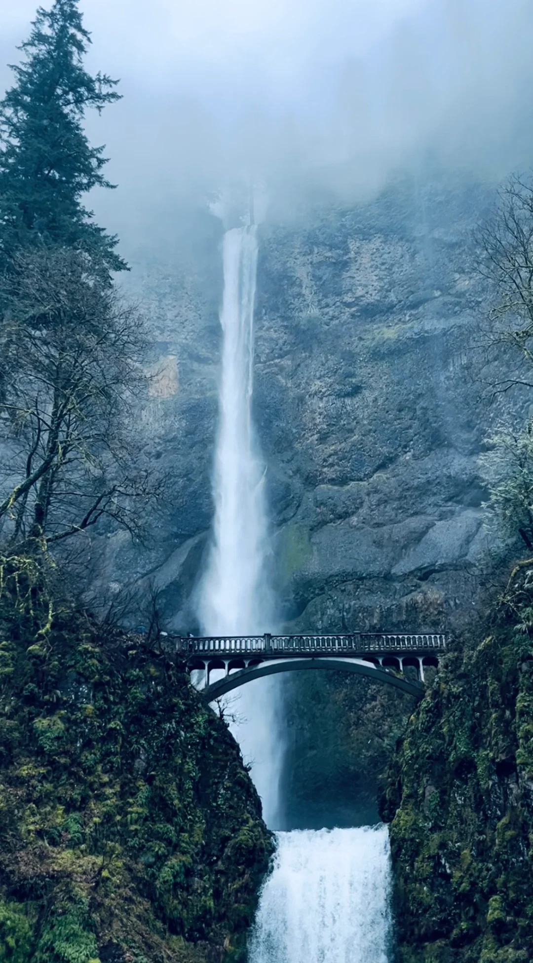 Portland's Twilight Forest