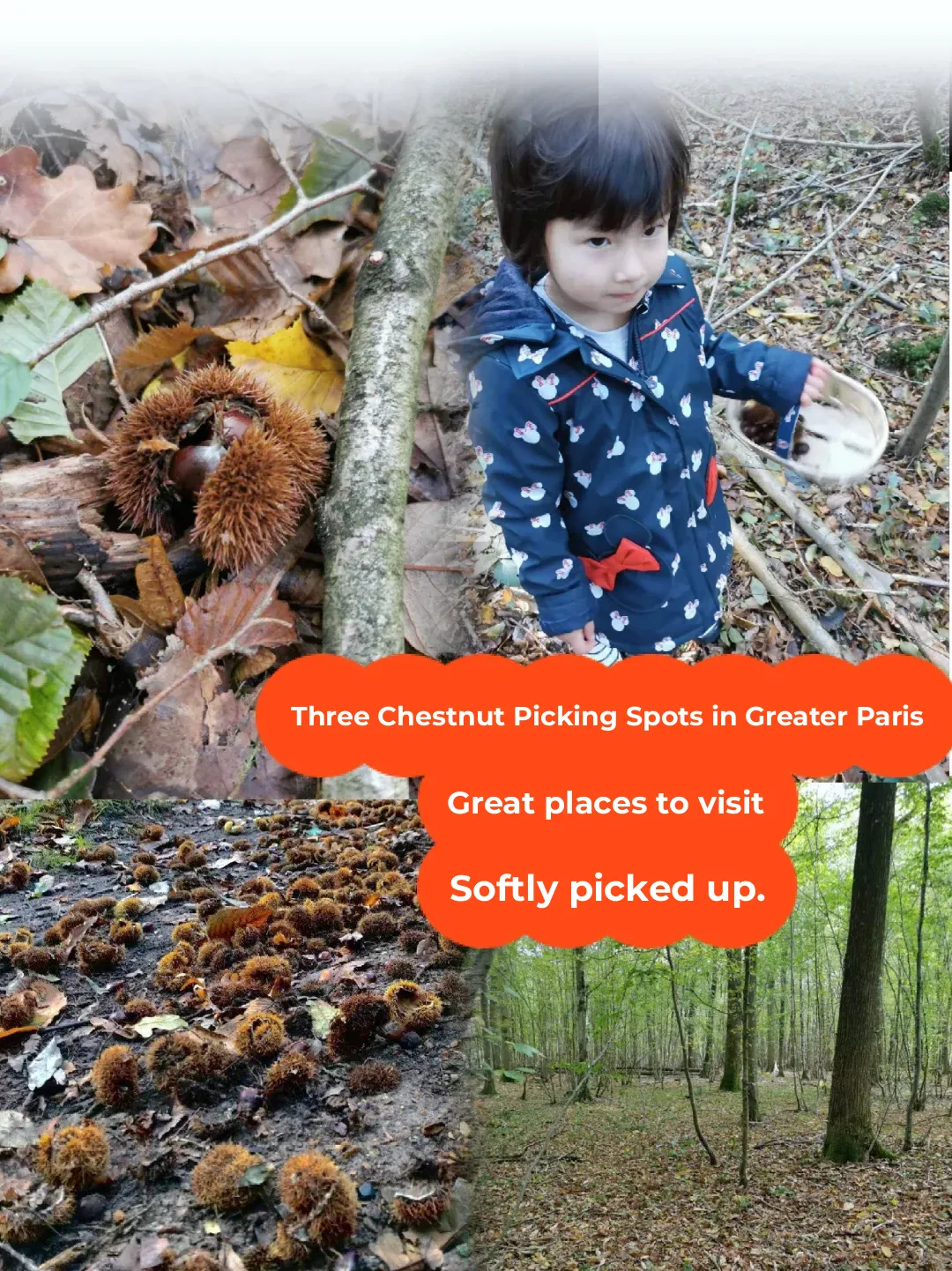 Top 3 Spots for Picking Chestnuts in Paris 🌰🍂🍁