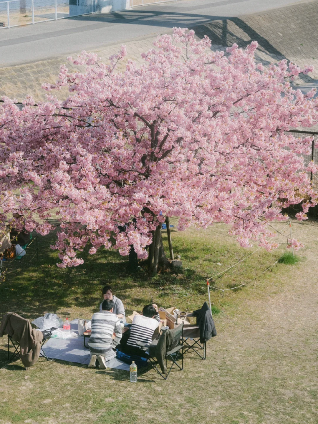 Tokyo | Off-the-Beaten-Path: Rare Kawazu-zakura at Myoden, Edogawa