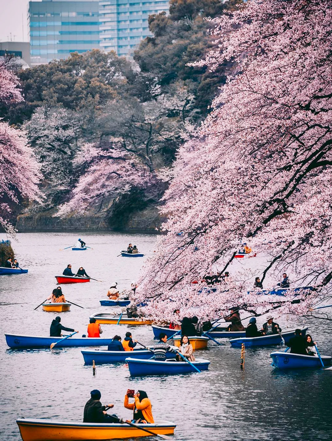 2024 Tokyo Sakura City Walk | Top 10 Must-Visit Cherry Blossom Spots