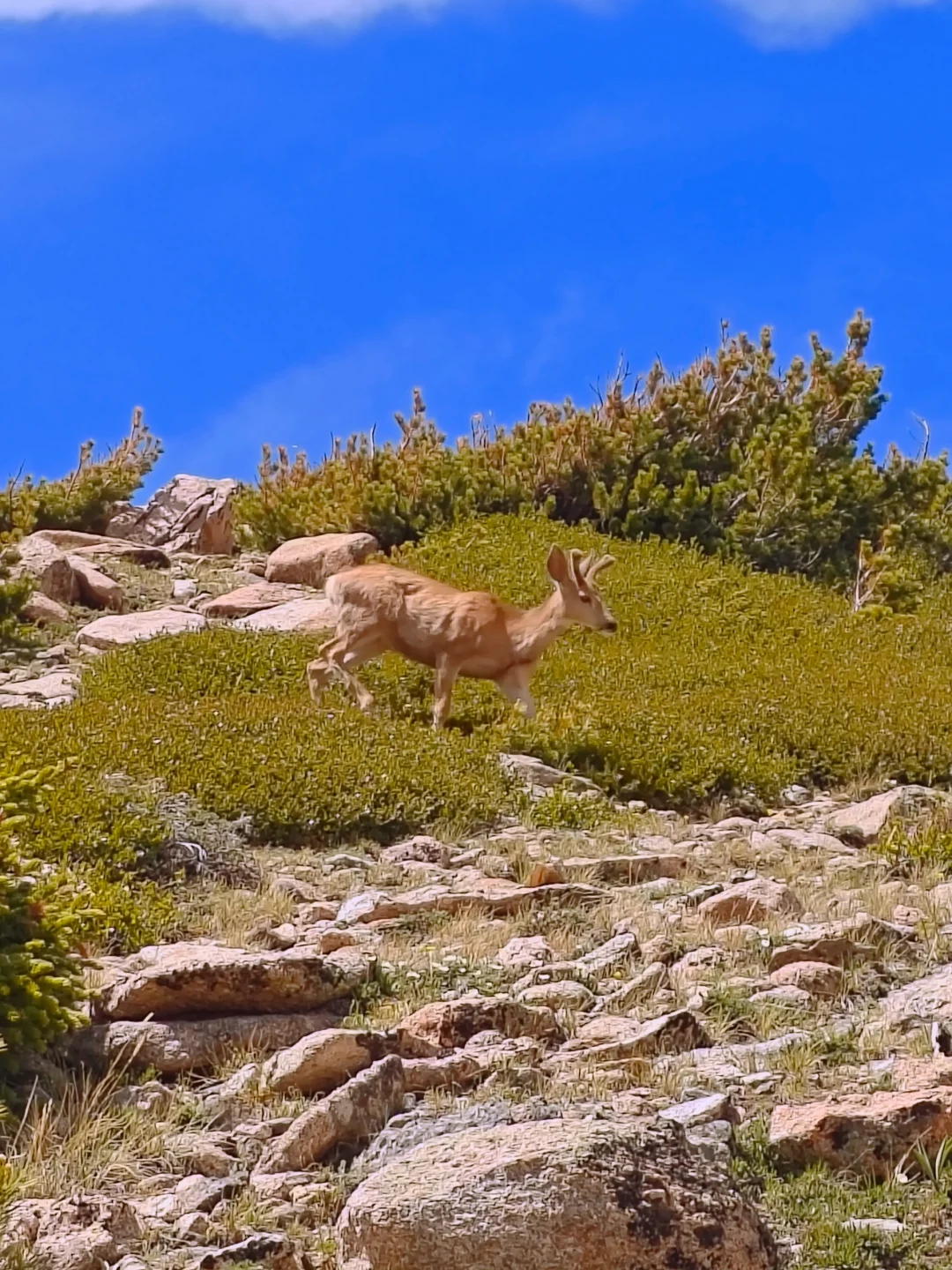"T-03" Rocky Mountain Hiking Adventure