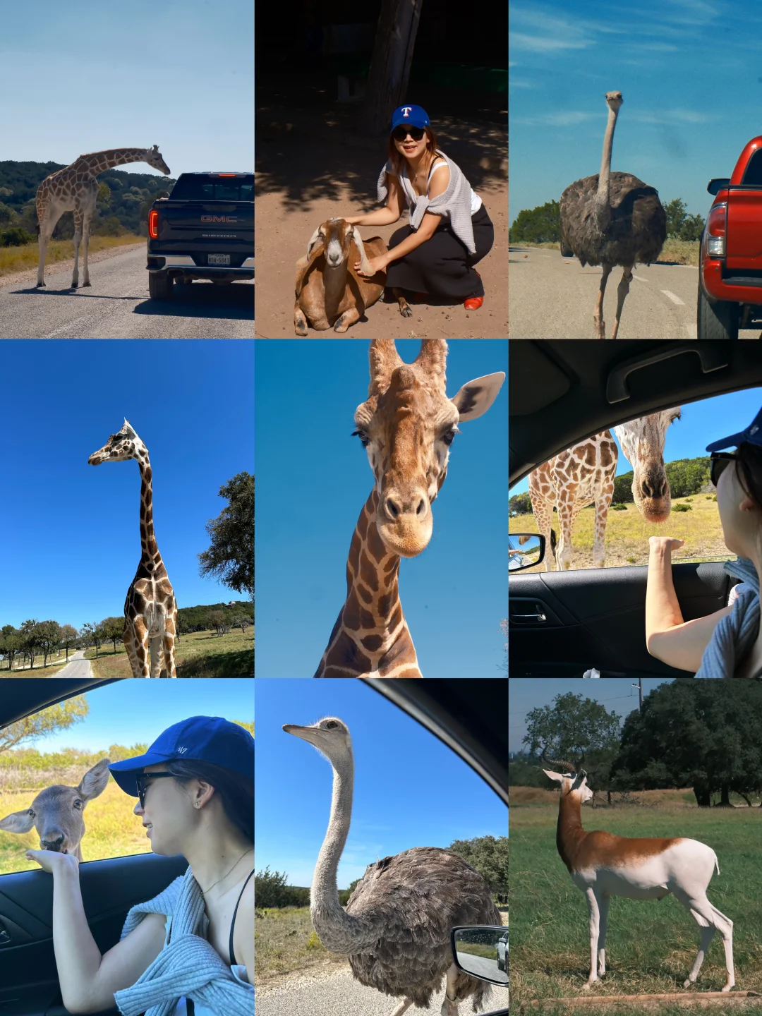 "Feed Giraffes Without Going to Africa: Dallas Safari Park Adventure"