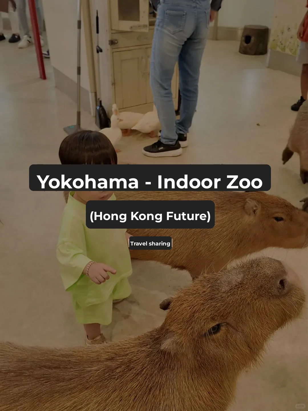 Yokohama, Japan – Indoor Zoo (Minatomirai)
