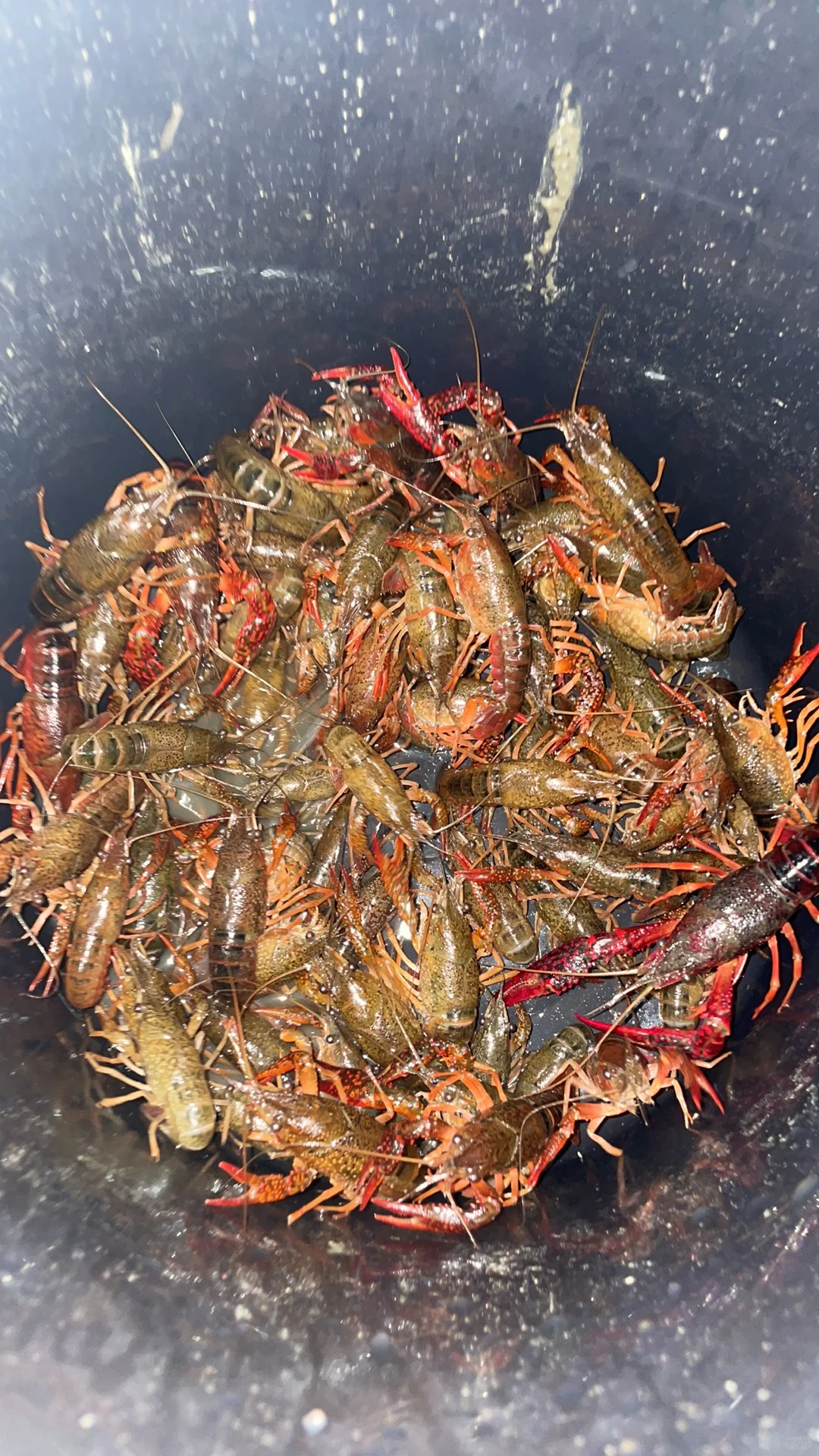 Sharing My Experience on Catching Crayfish in Osaka