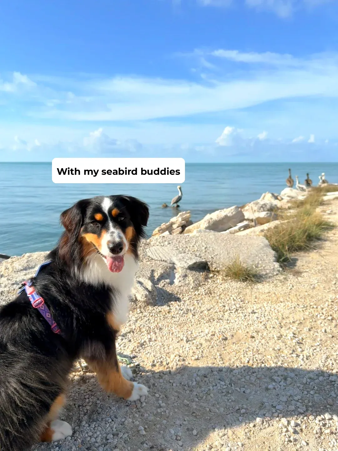 Boston to Florida Road Trip with My Dog: Key West & Marathon, FL
