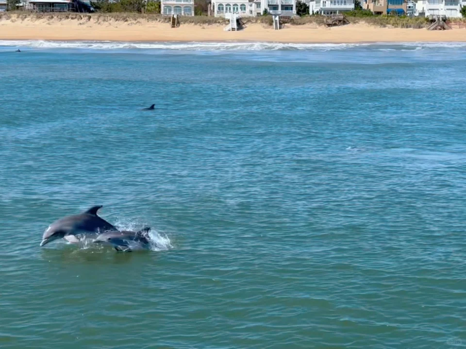 Dolphin Watching Cruise in Virginia Beach