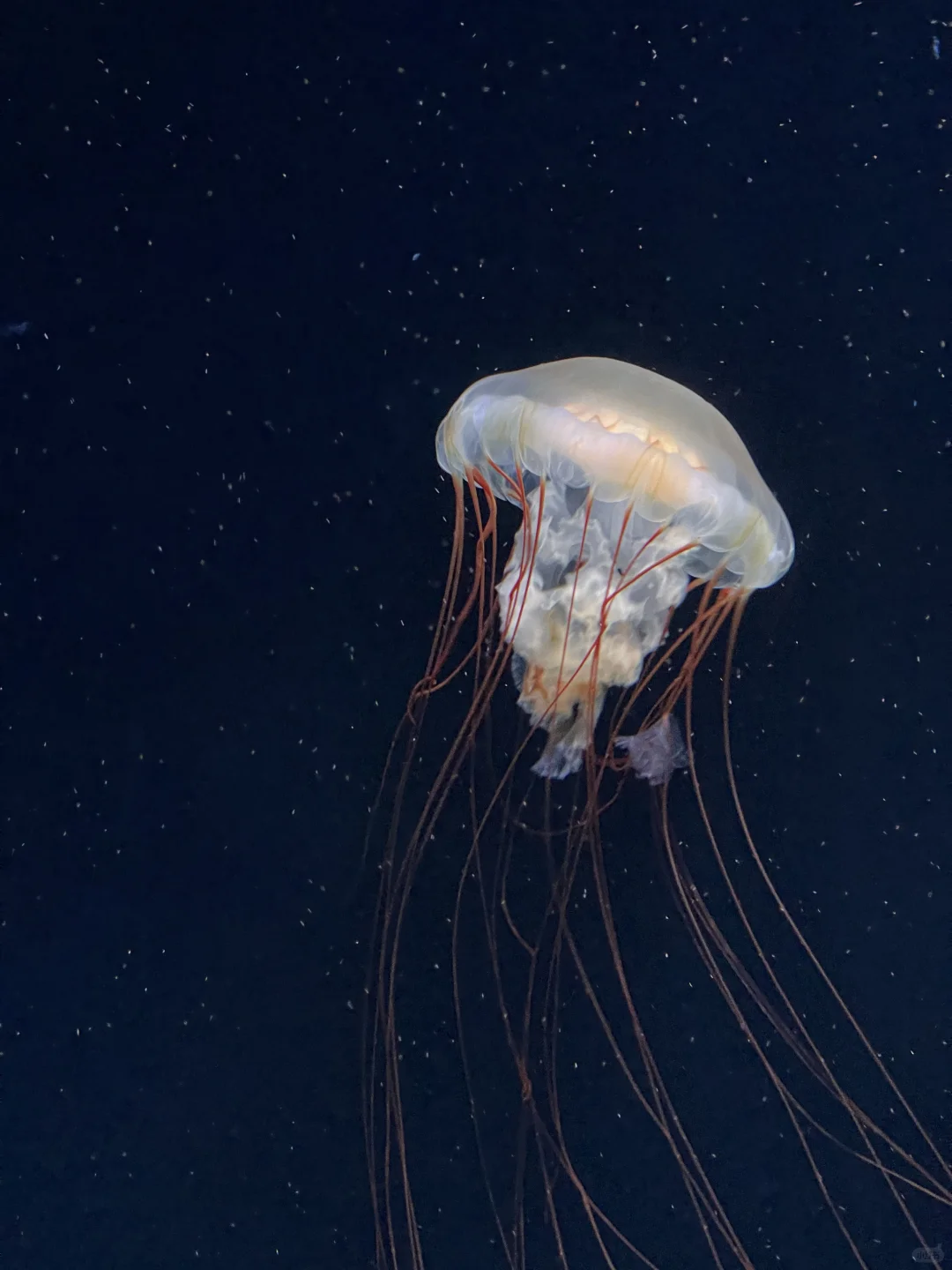 "These Are the Only 5 Things I Do When I Come to Ikebukuro 🥺"