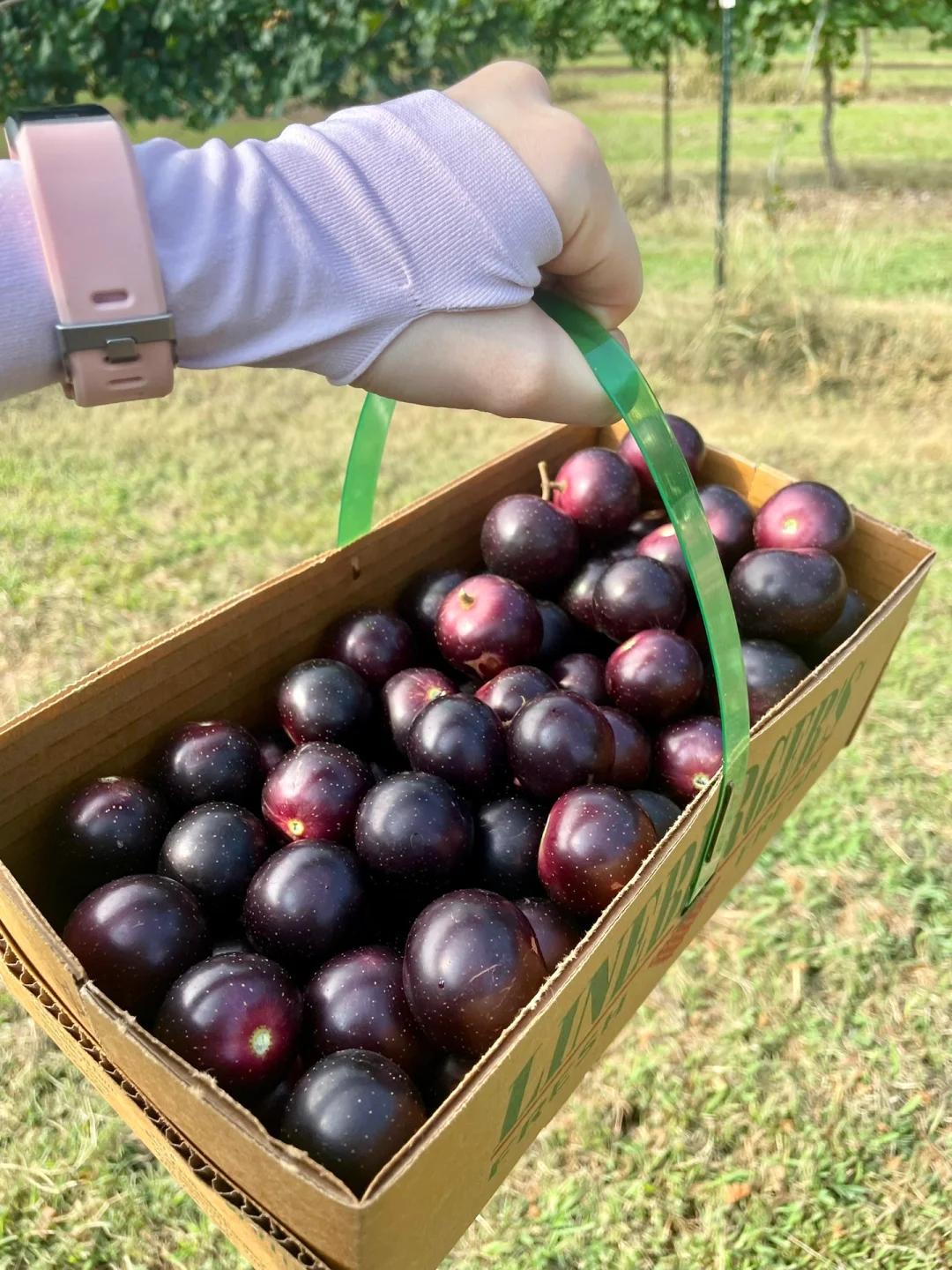 Charlotte, North Carolina｜Time to Pick Giant Grapes! 🍇