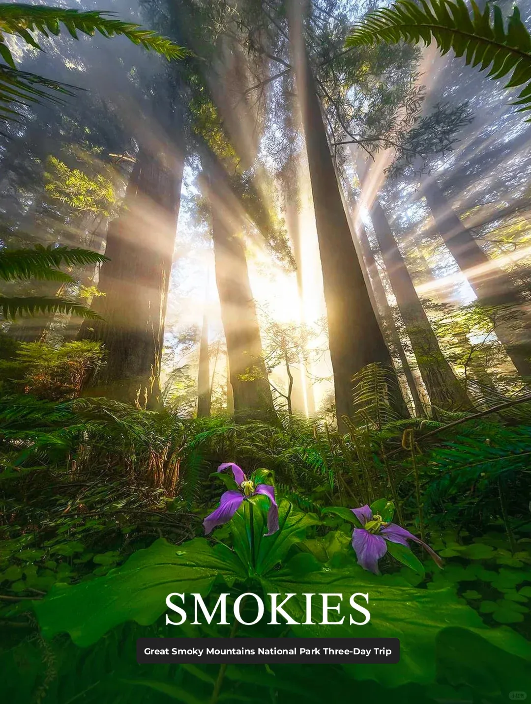 Great Smoky Mountains National Park🌏Step into an Unchanged World