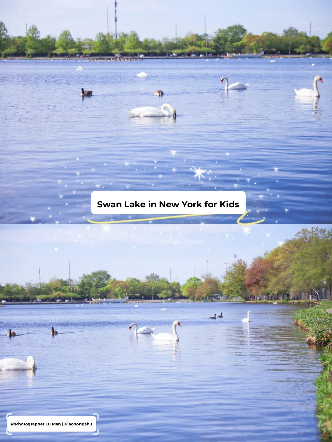Hidden Gem in NYC: The Enchanting Swan Lake on Long Island 🦢
