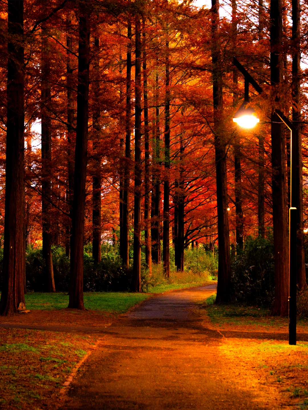 Tokyo! The Red-Leaved Metasequoia Forest in December!
