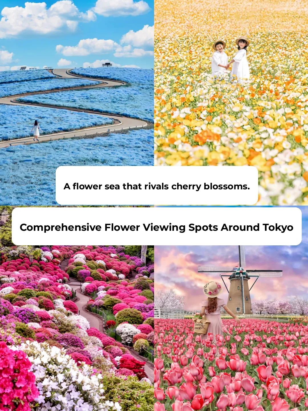 Top 6 Mind-Blowing Flower Fields Near Tokyo! 🌸