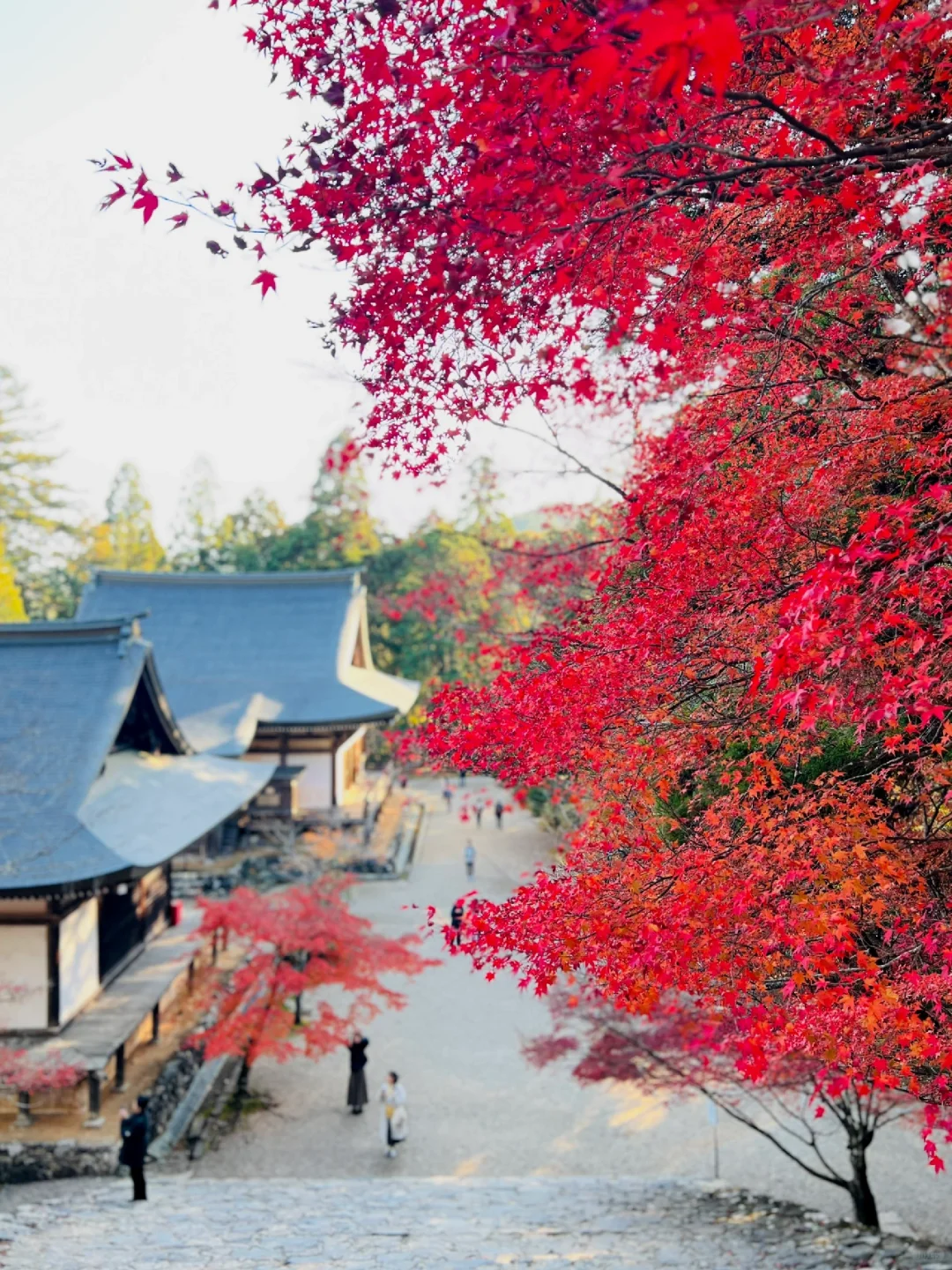 10 Times More Stunning than Arashiyama 🍁 Kyoto's Best Kept Secret!
