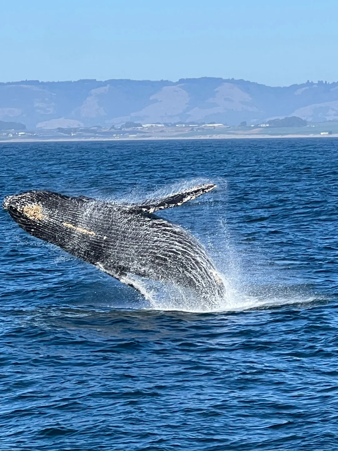 I Captured a Photo from My Ultimate Bucket List 🐳