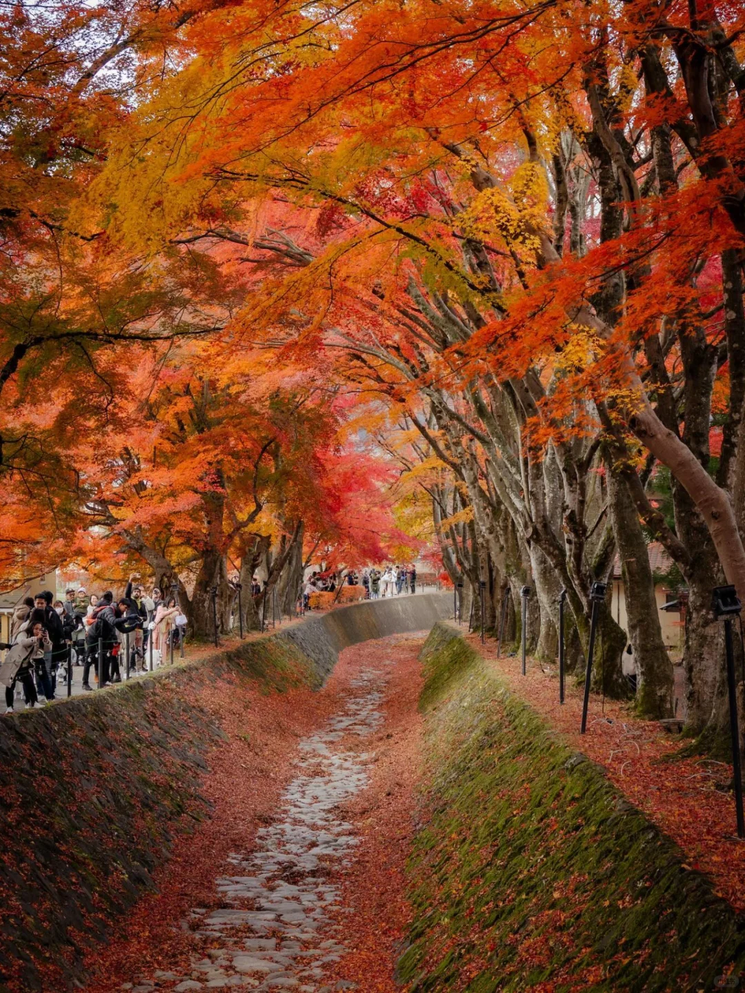 🗻 Lake Kawaguchi is about to get even more stunning than you can imagine 🍁