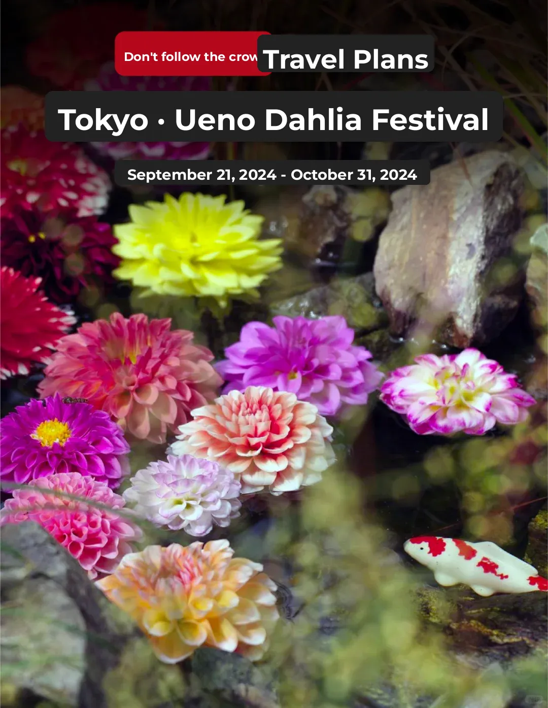 Admiring Flowers in an Edo-Era Garden: The Autumn Ueno Dahlia Festival