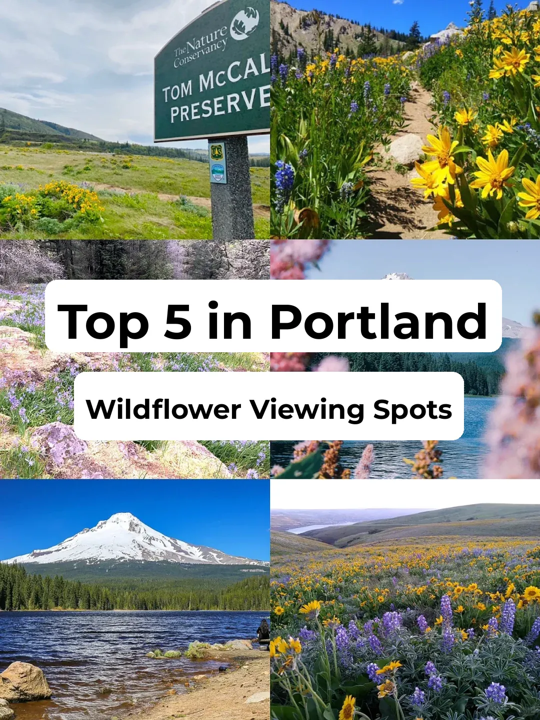 Top Five Best Wildflower Viewing Spots Near Portland