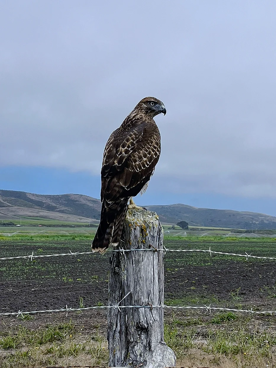 Half Moon Bay: Listening to the Ocean's Whisper | Bay Area Hiking Guide