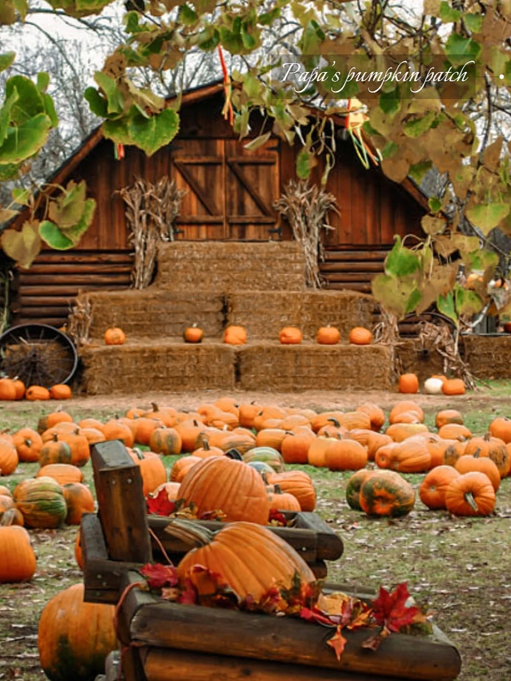 Pumpkin Season 🎃 Spooktacular Halloween Events Near NYC 👻
