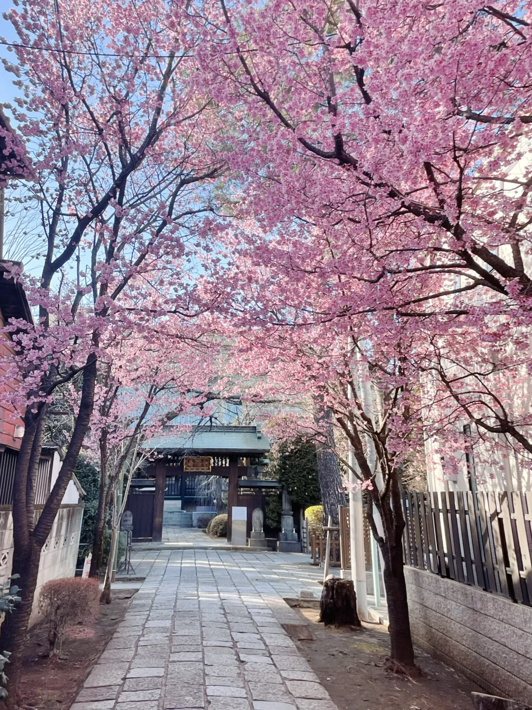 🌸Tokyo🌸 The Secret Sakura Alley in Full Bloom🌸