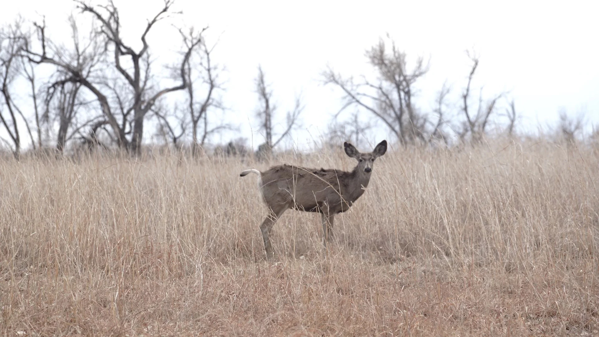 Travelogue｜Denver 1.4